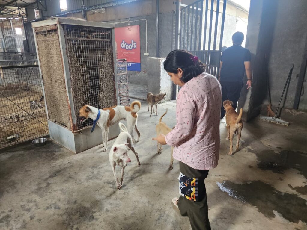 Making a Difference at NISHABD Animal Shelter whatsapp image 2025 10 24 at 7.52.06 pm