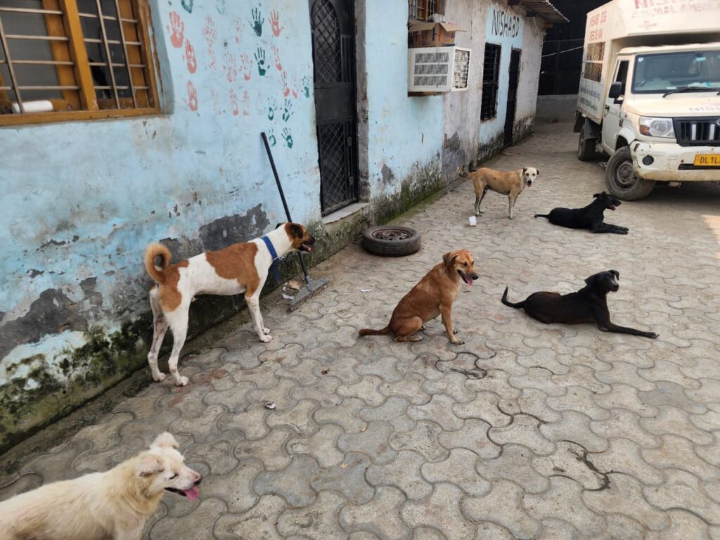 Making a Difference at NISHABD Animal Shelter whatsapp image 2025 10 24 at 7.52.17 pm