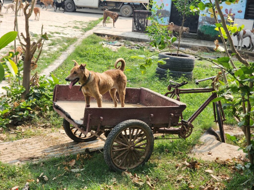 Making a Difference at NISHABD Animal Shelter whatsapp image 2025 10 24 at 7.52.21 pm
