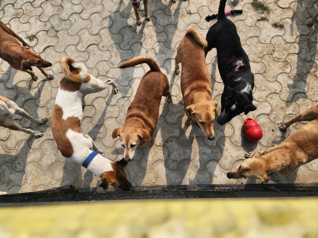Making a Difference at NISHABD Animal Shelter whatsapp image 2025 10 24 at 7.52.25 pm