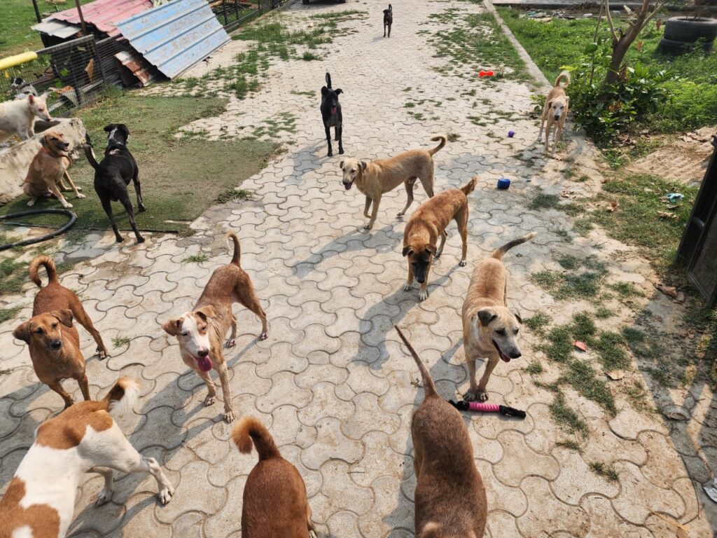 Making a Difference at NISHABD Animal Shelter whatsapp image 2025 10 24 at 7.52.35 pm