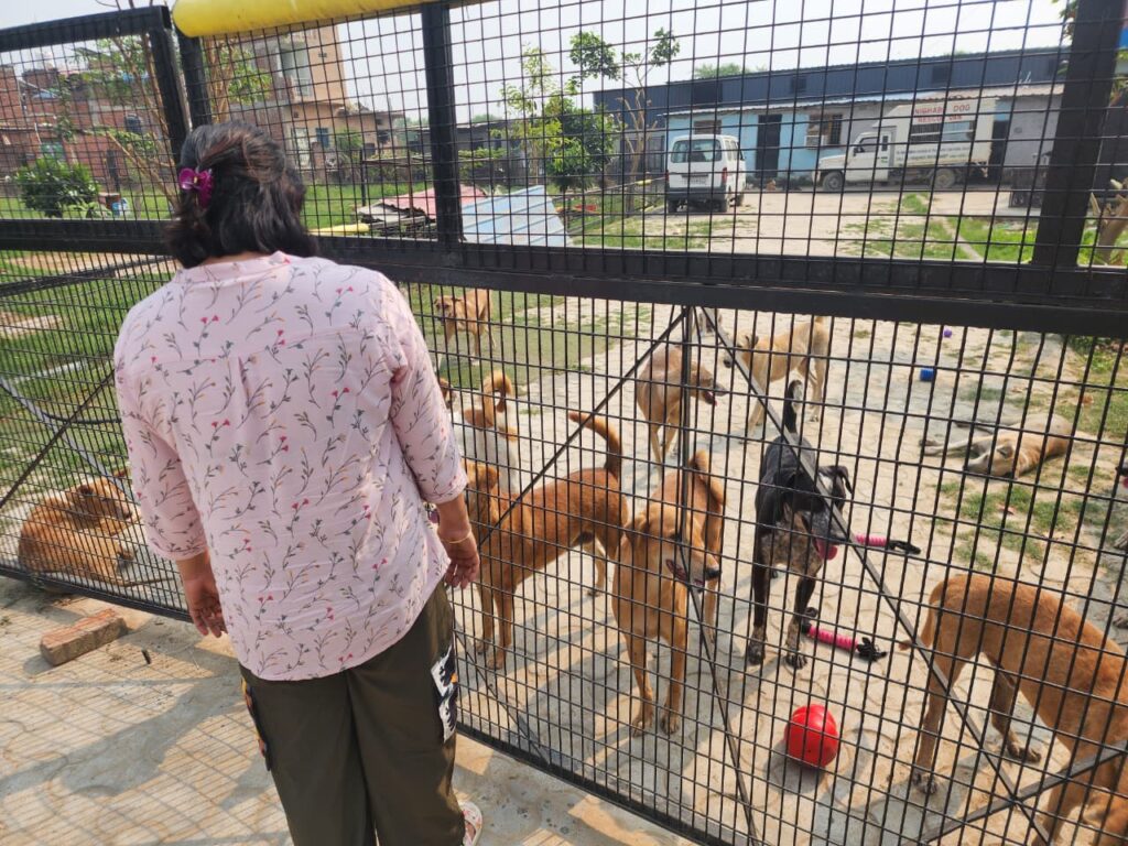 Making a Difference at NISHABD Animal Shelter whatsapp image 2025 10 24 at 7.52.36 pm